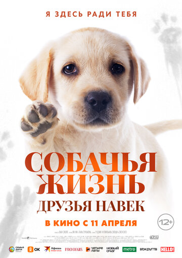 Постер к фильму Всем любовь (2023)